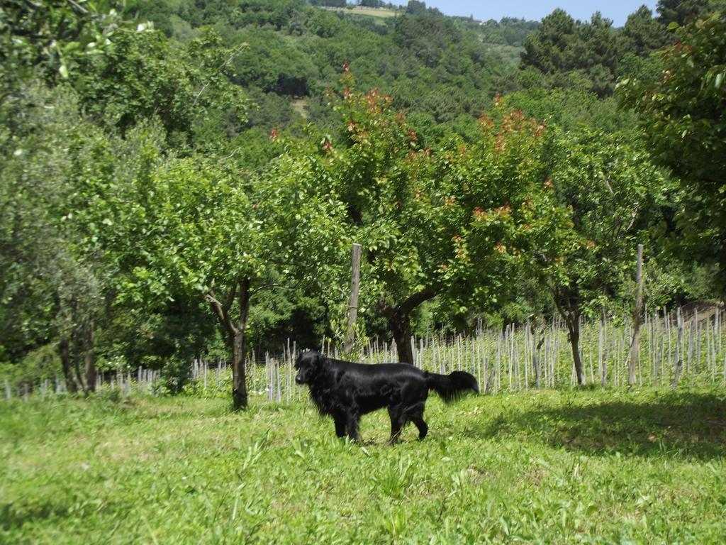 Agriturismo Brasino Fosdinovo Pokój zdjęcie